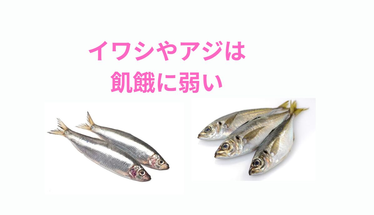 イワシやアジのような小魚は飢餓に弱い。釣太郎