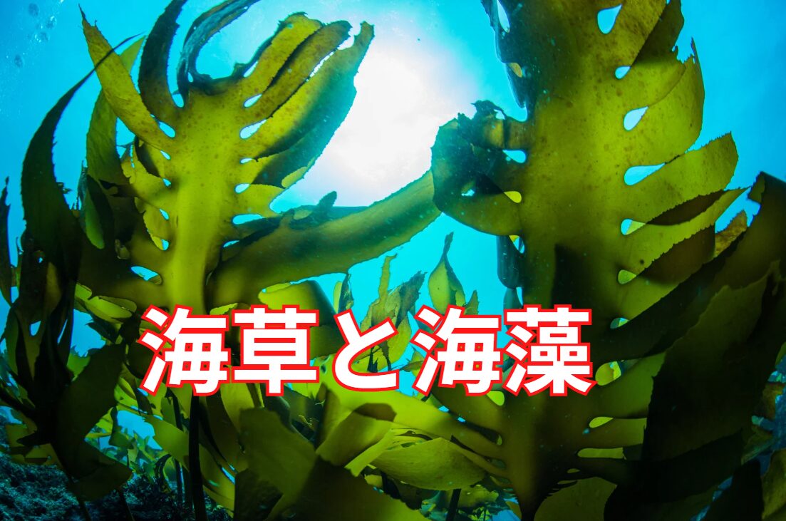 海草と海藻の違い説明。釣太郎