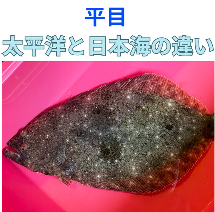 太平洋側と日本海側のヒラメの違い説明。釣太郎