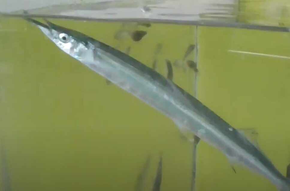 南紀地方ではサヨリが釣れなくなって久しい。釣太郎