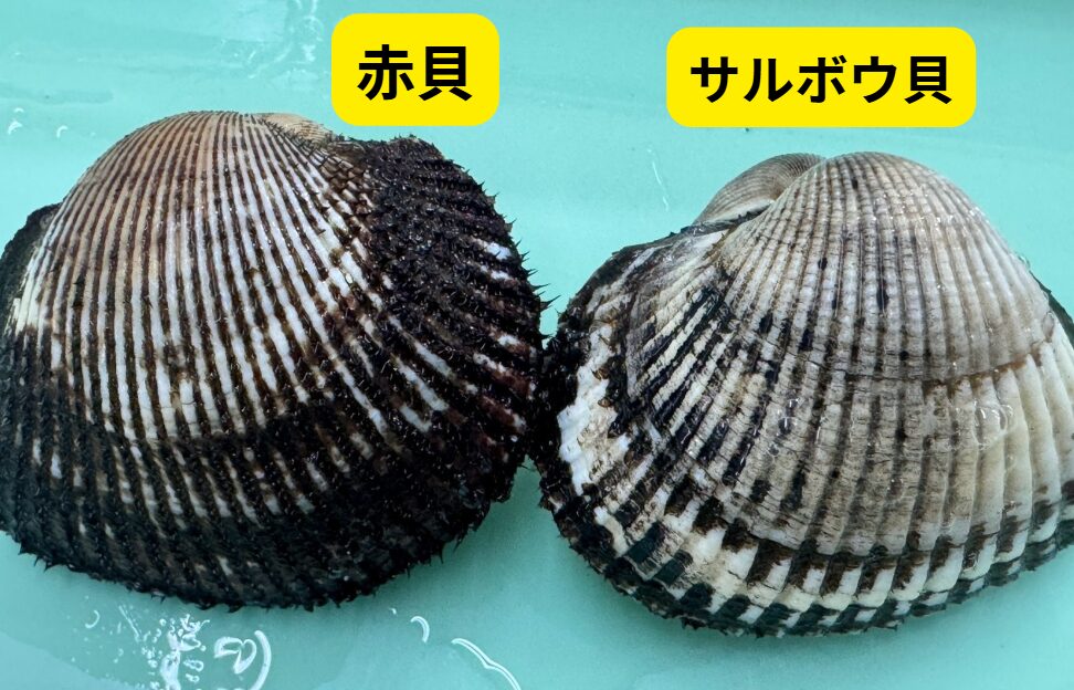 南紀地方の春の石鯛釣りえさの定番、アカガイとサルボウ貝。その違いを初心者へご説明。釣太郎