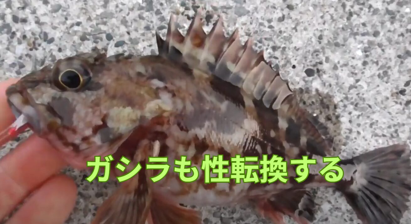 ガシラ(カサゴ)は性転換する魚。堤防釣り入門。釣太郎