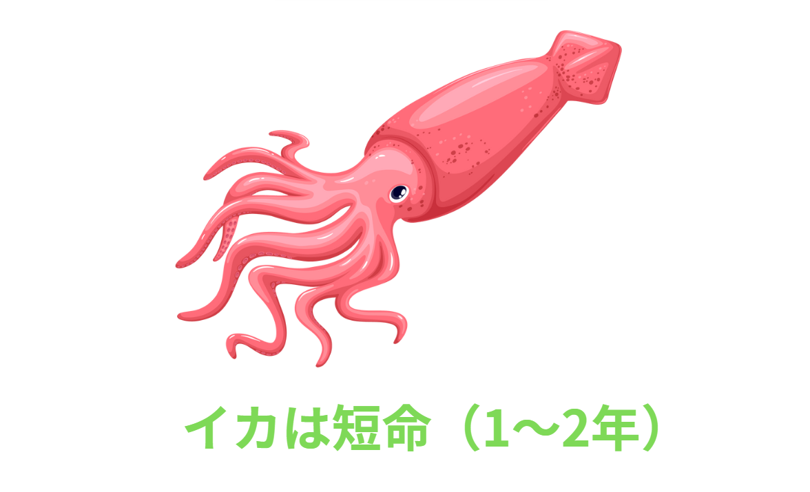 イカが短命の理由説明。釣太郎