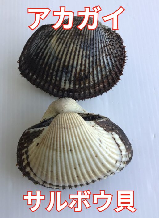 石鯛釣りエサの赤貝とサルボウガイの違い、特徴説明。釣太郎