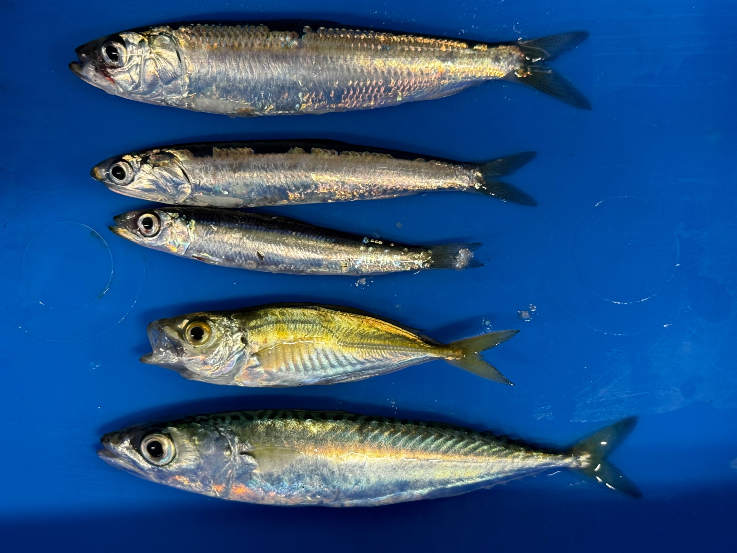 春に釣れるサビキ釣り魚。マイワシ、カタクチイワシ、ウルメイワシ、豆アジ、小サバ。釣太郎