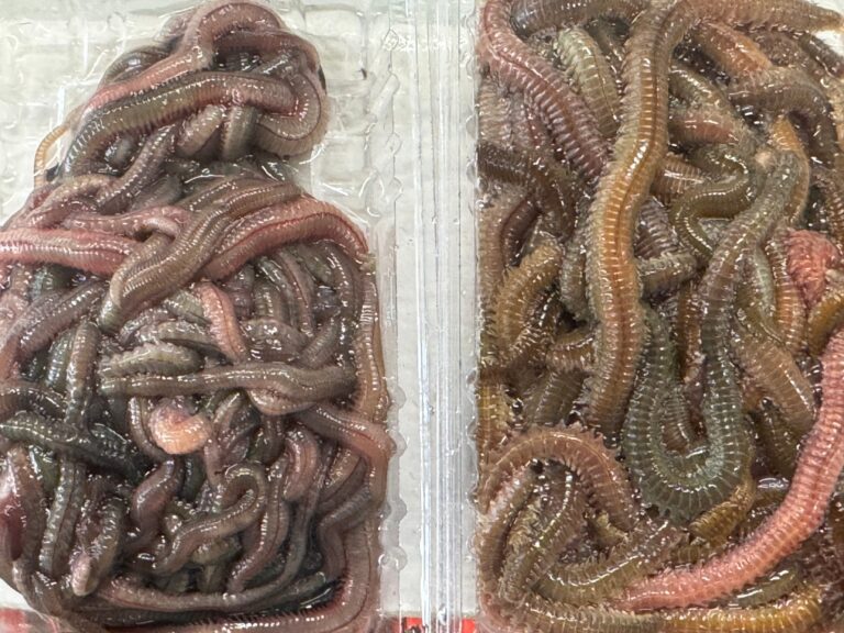 石ゴカイ（イシゴカイ）と青イソメ（アオイソメ）の生息地・寿命・食性。釣太郎
