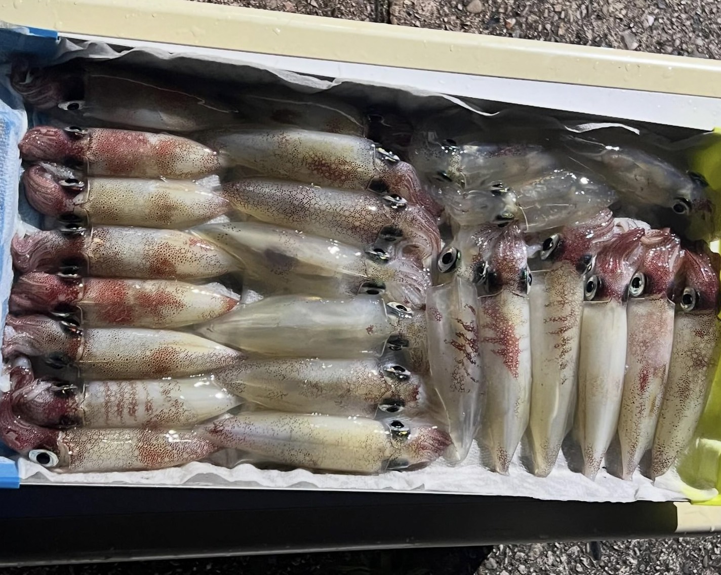 ケンサキイカ 太平洋側（甘イカ） → 小型だけど甘みが強く、刺身向き。 日本海側（大型） → サイズが大きく、旨味が凝縮されている。釣太郎