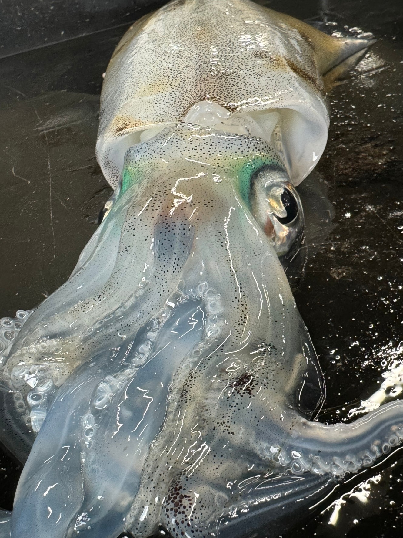 2月下旬水温17度台の和歌山南紀のアオリイカ・ヤエン、うき釣り攻略方法。釣太郎