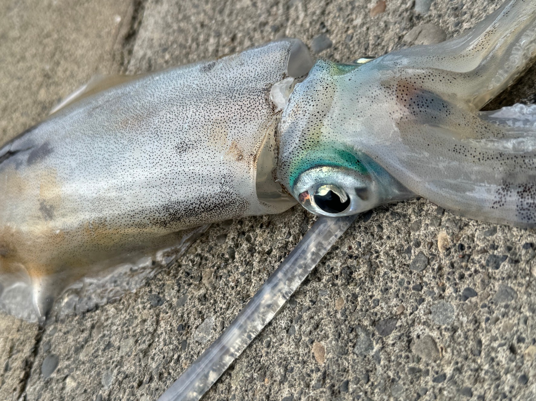 日本海・太平洋・瀬戸内のアオリイカ釣りの特徴を徹底比較。釣太郎