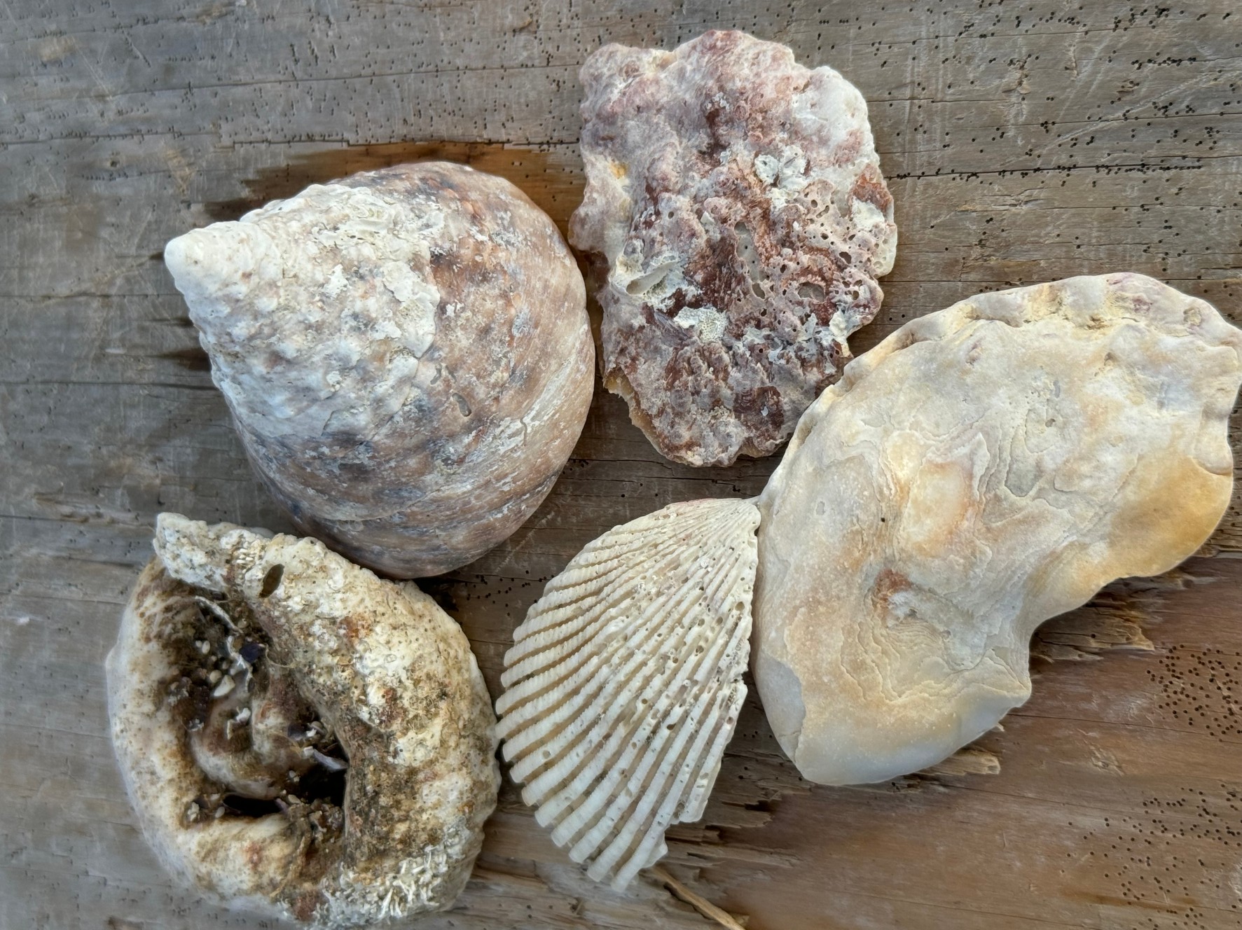 貝の貝殻はどうやってできる？釣太郎