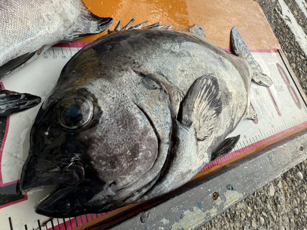 イシダイの口黒（銀ワサ）とは？】底物釣り初心者向け徹底解説！釣太郎
