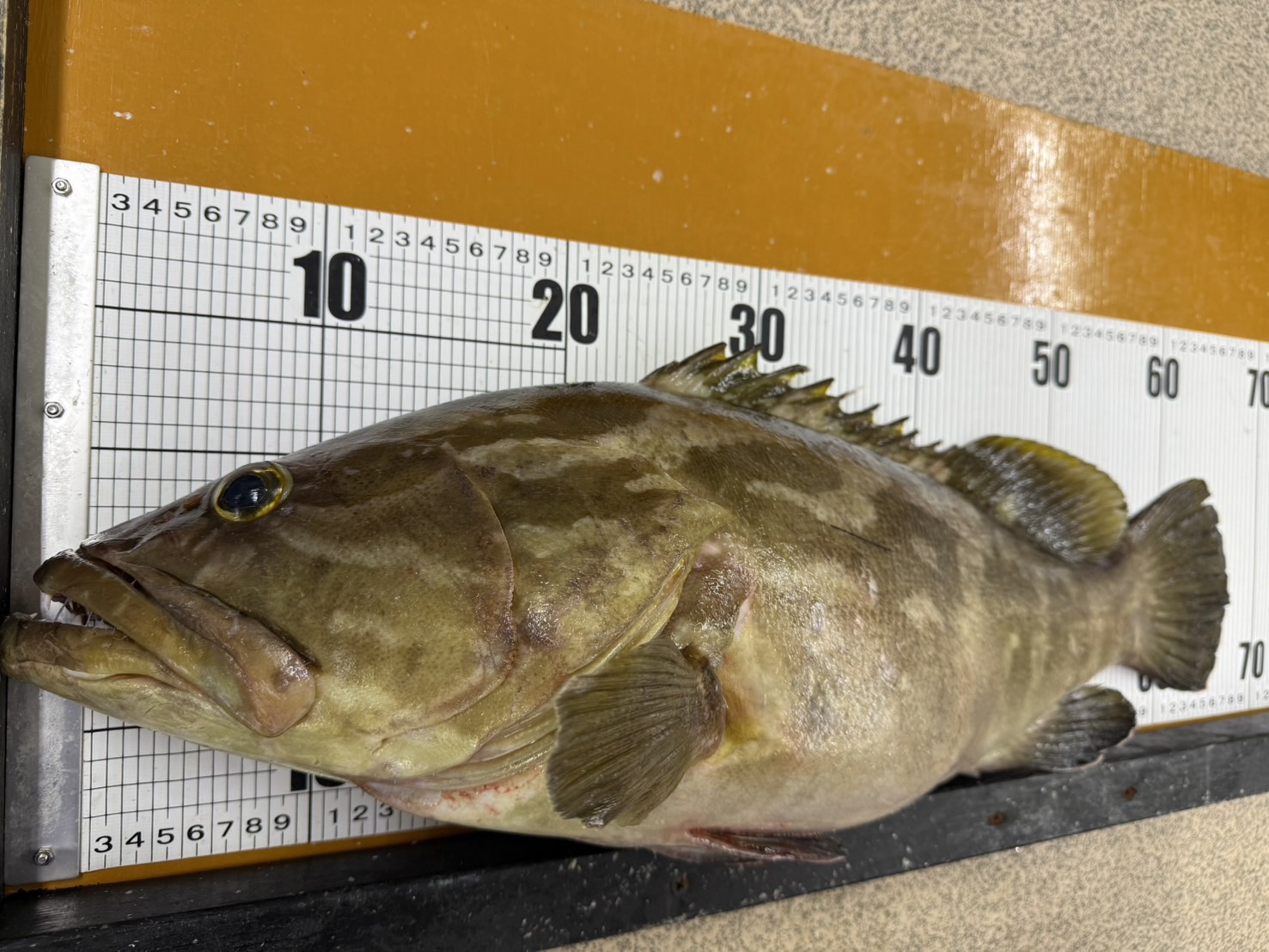 クエは性転換する魚。釣太郎