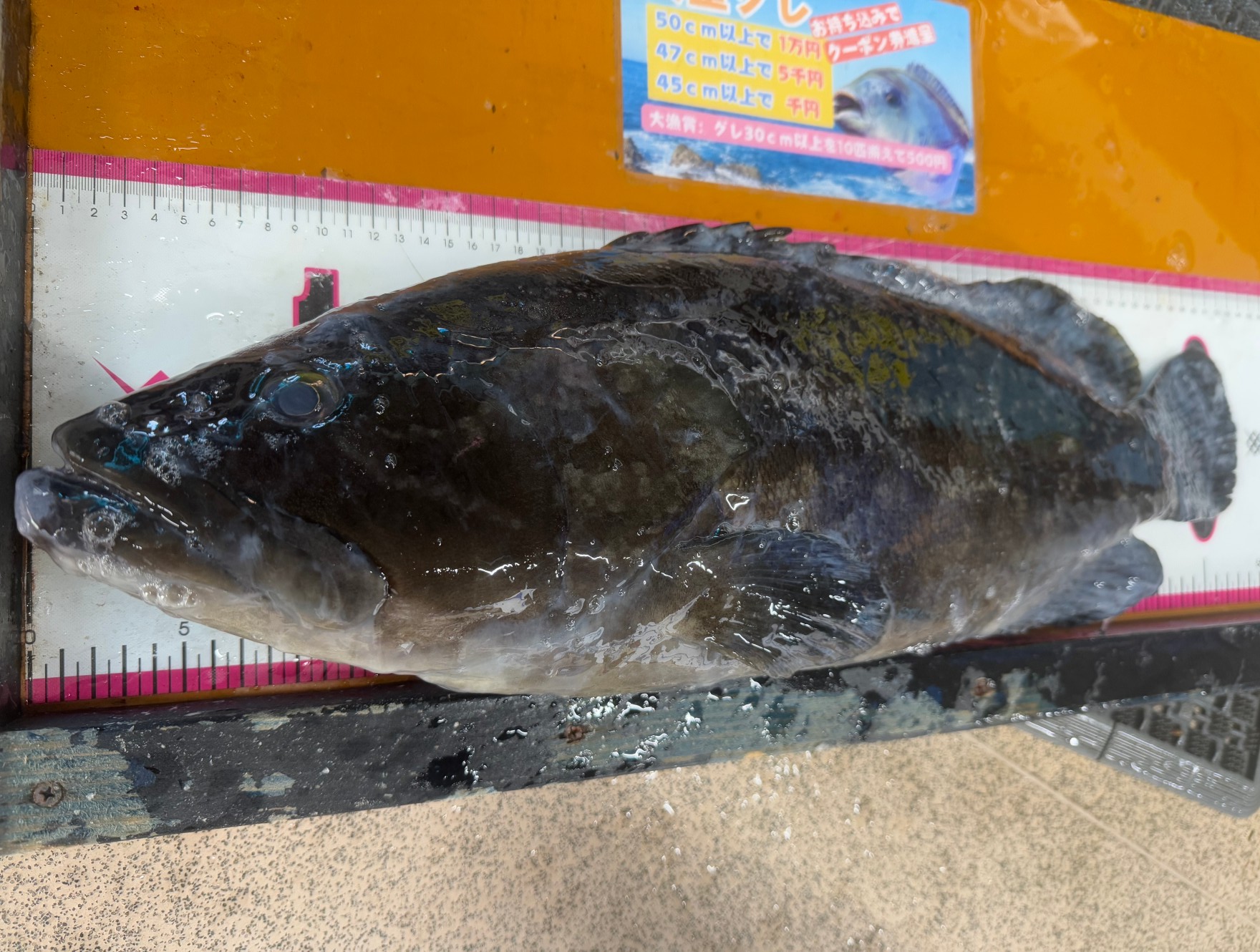 現在市場に流通しているクエの多くは天然物が中心。釣太郎