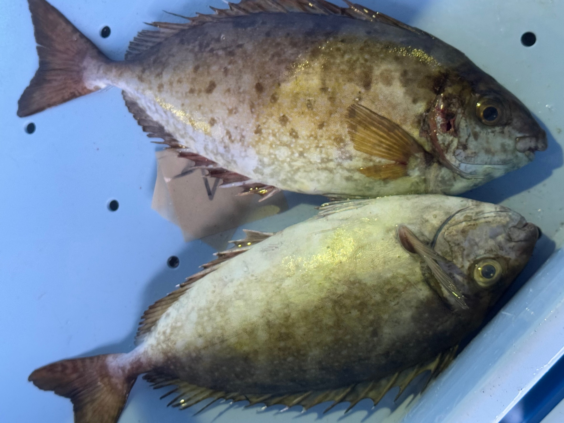 バリコ（アイゴ）のサイズ・年齢・味の変化一覧表。釣太郎