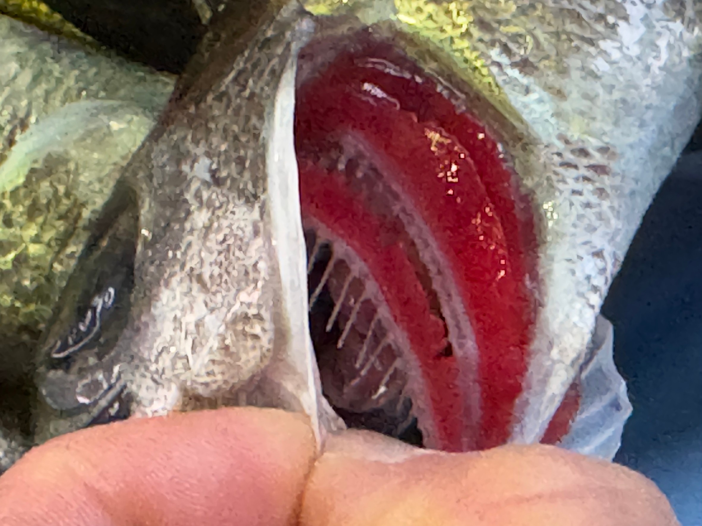 魚をさばく時は、まずエラから取り除きましょう。釣太郎