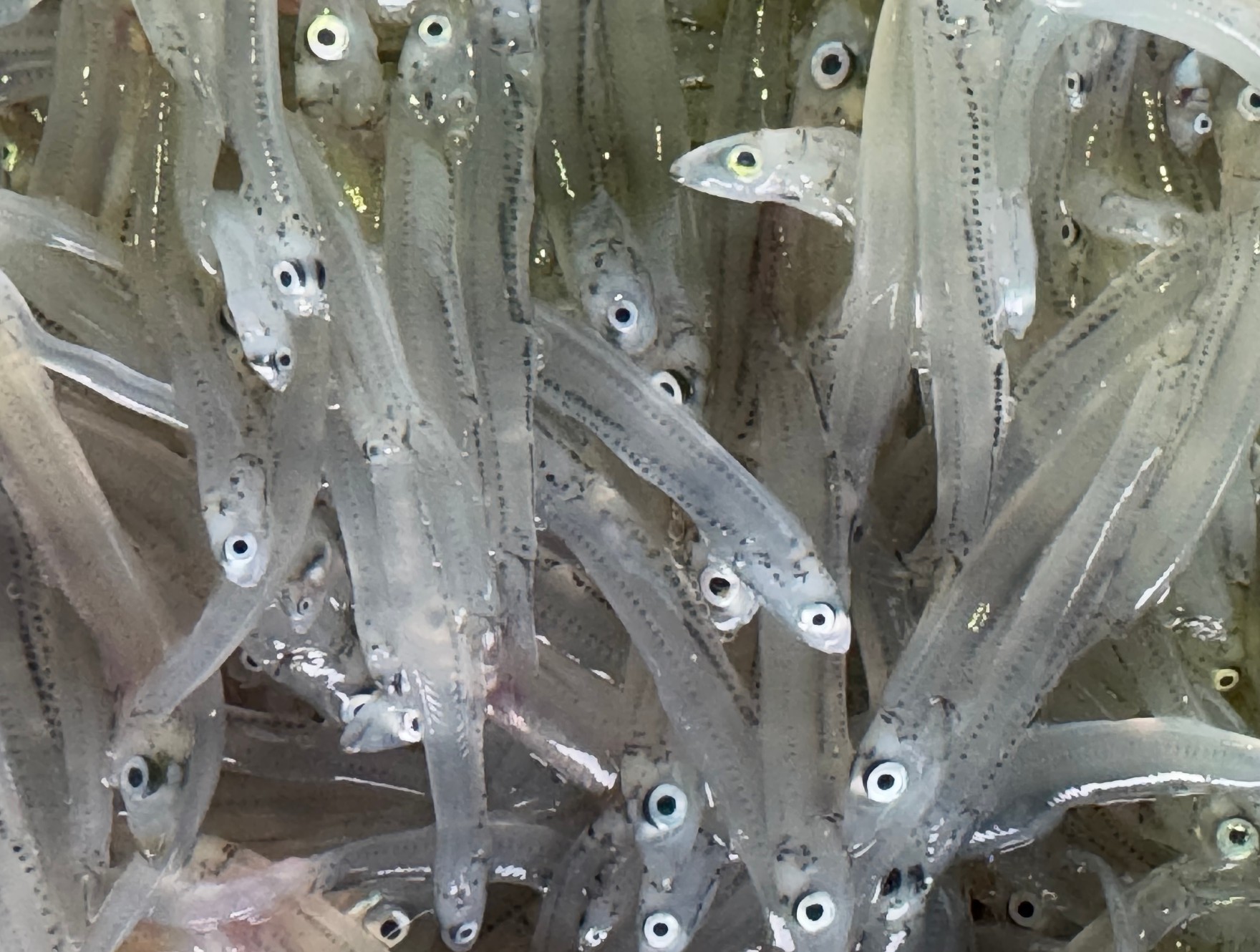 生シラスは美味しいが、鮮度劣化も早い。水揚げされてどれくらいなら、生で食べれる？釣太郎