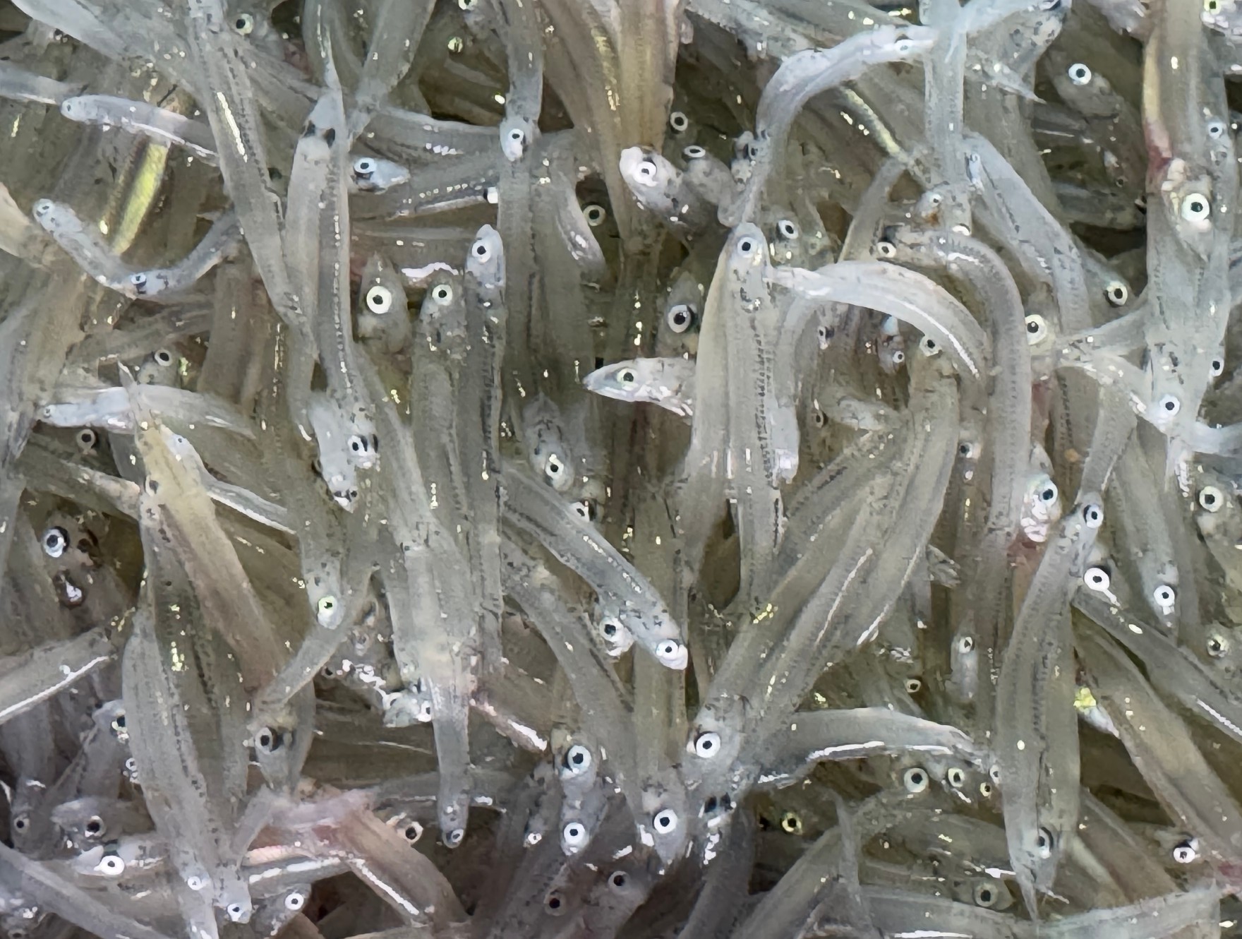 生シラスは、どのイワシが最も美味しい？イワシ幼魚は鮮度劣化が早いため、現地でしか食べれない？釣太郎