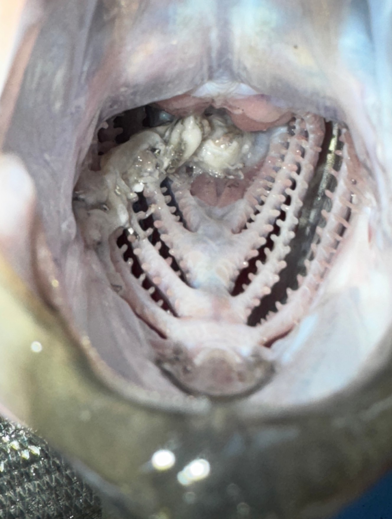 フィッシュイーター（肉食魚）は口の中を見れば、幾重にもエラのようなものがあるのが特徴。釣太郎