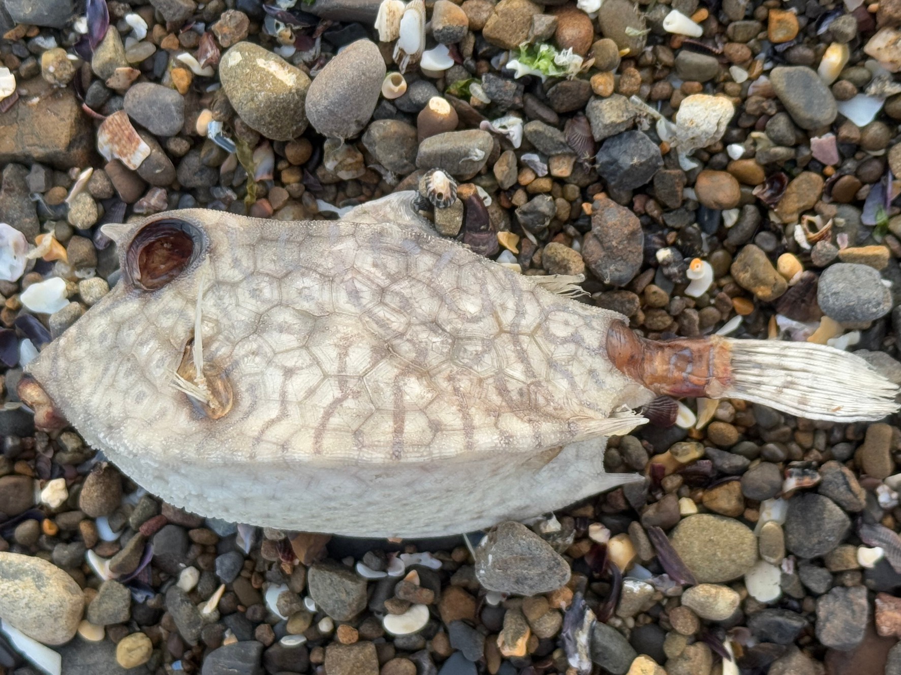 魚の死骸は有機物として分解され、最終的に自然に還ります。釣太郎