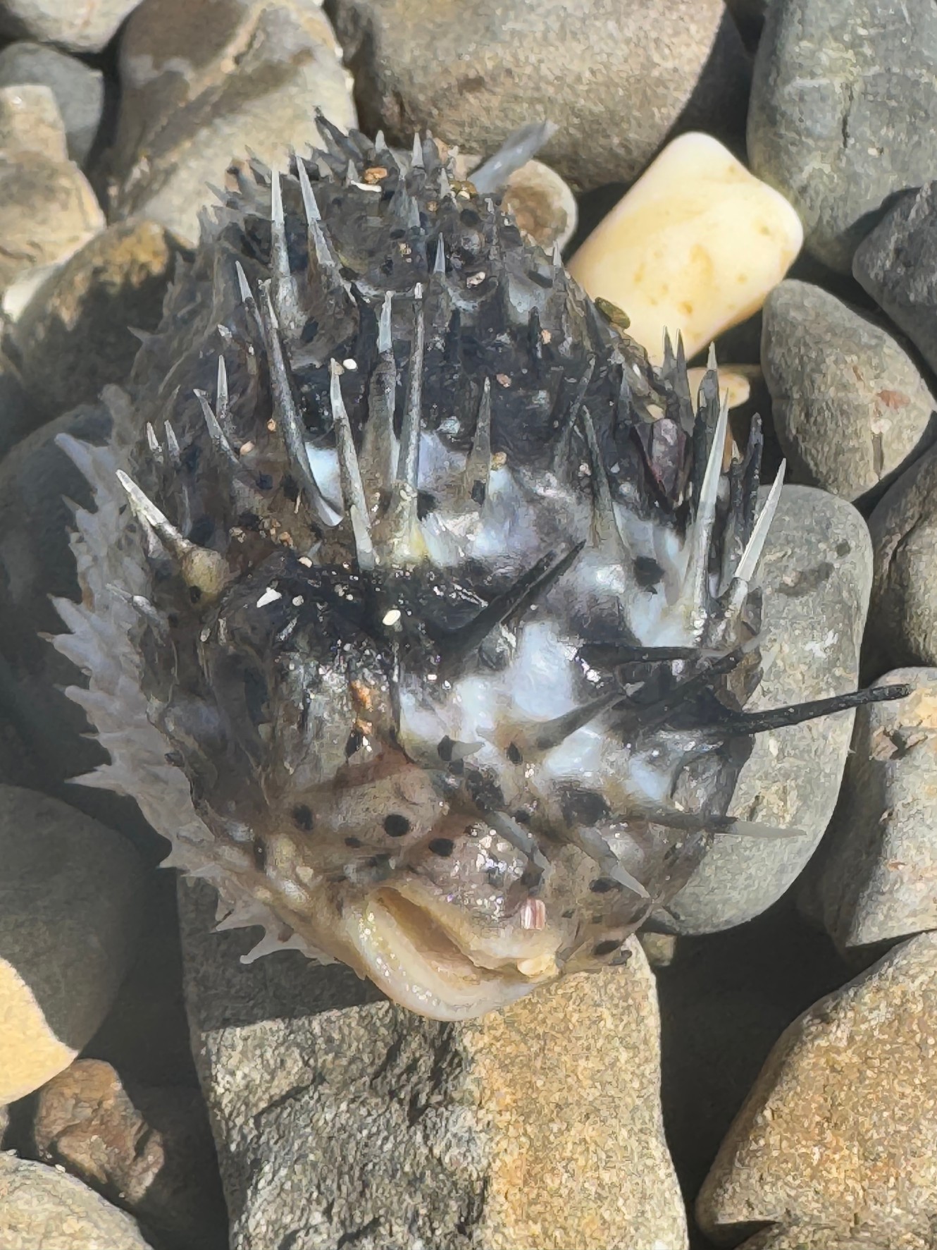 ハリセンボンは1000本もないが、多い個体でも500本以上になることがある！釣太郎