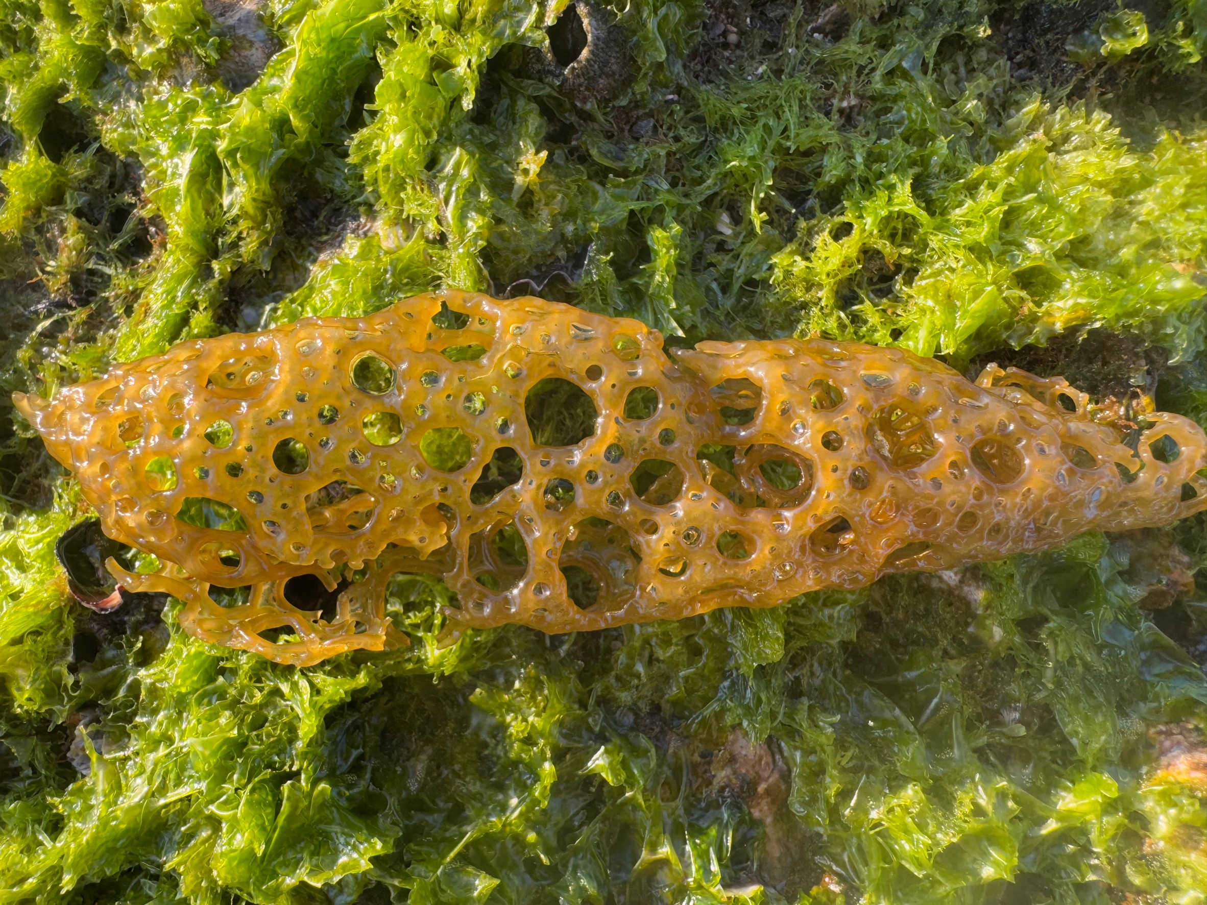 海藻のような卵のような、まるで編んだような楕円形。これは海辺でよく見かけアメフラシの卵（通称：海そうめん）。釣太郎