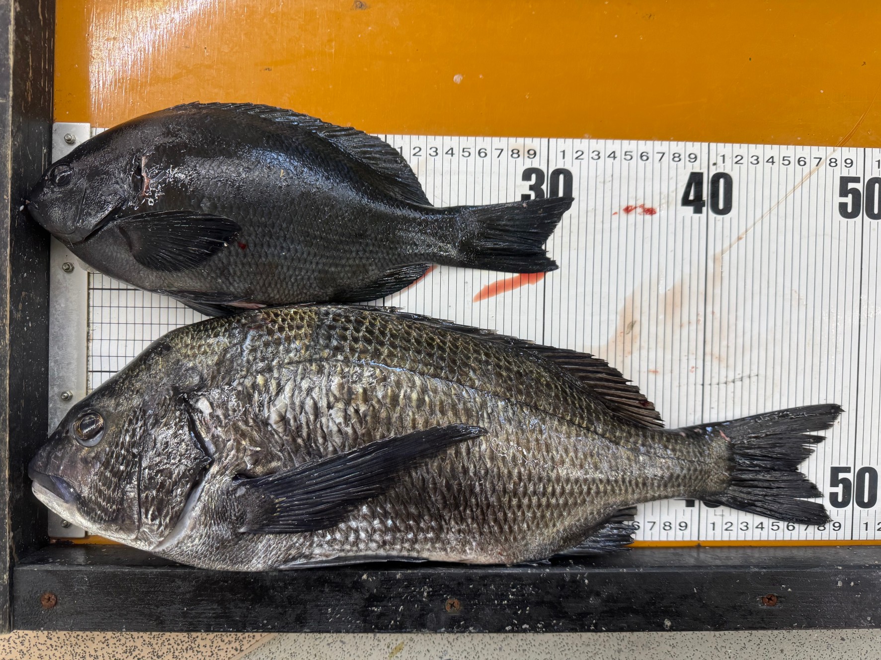 チヌ49センチとグレの釣果。フカセ釣りで。2月7日金曜日。釣太郎