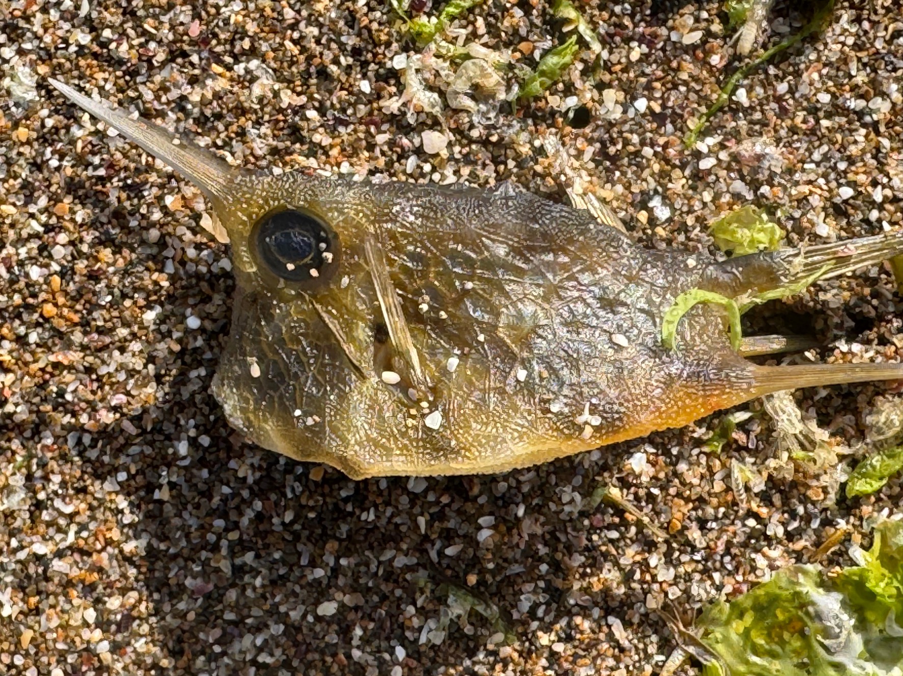 コンゴウフグの主な特徴。角: 目の上にある2本の角。釣太郎