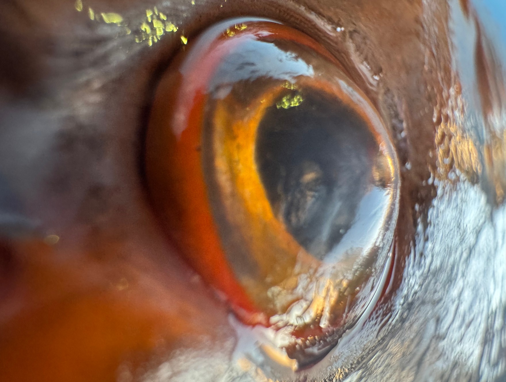 魚の目は体から少し飛び出していることが多く、これにより 広範囲の視野を確保 している。釣太郎
