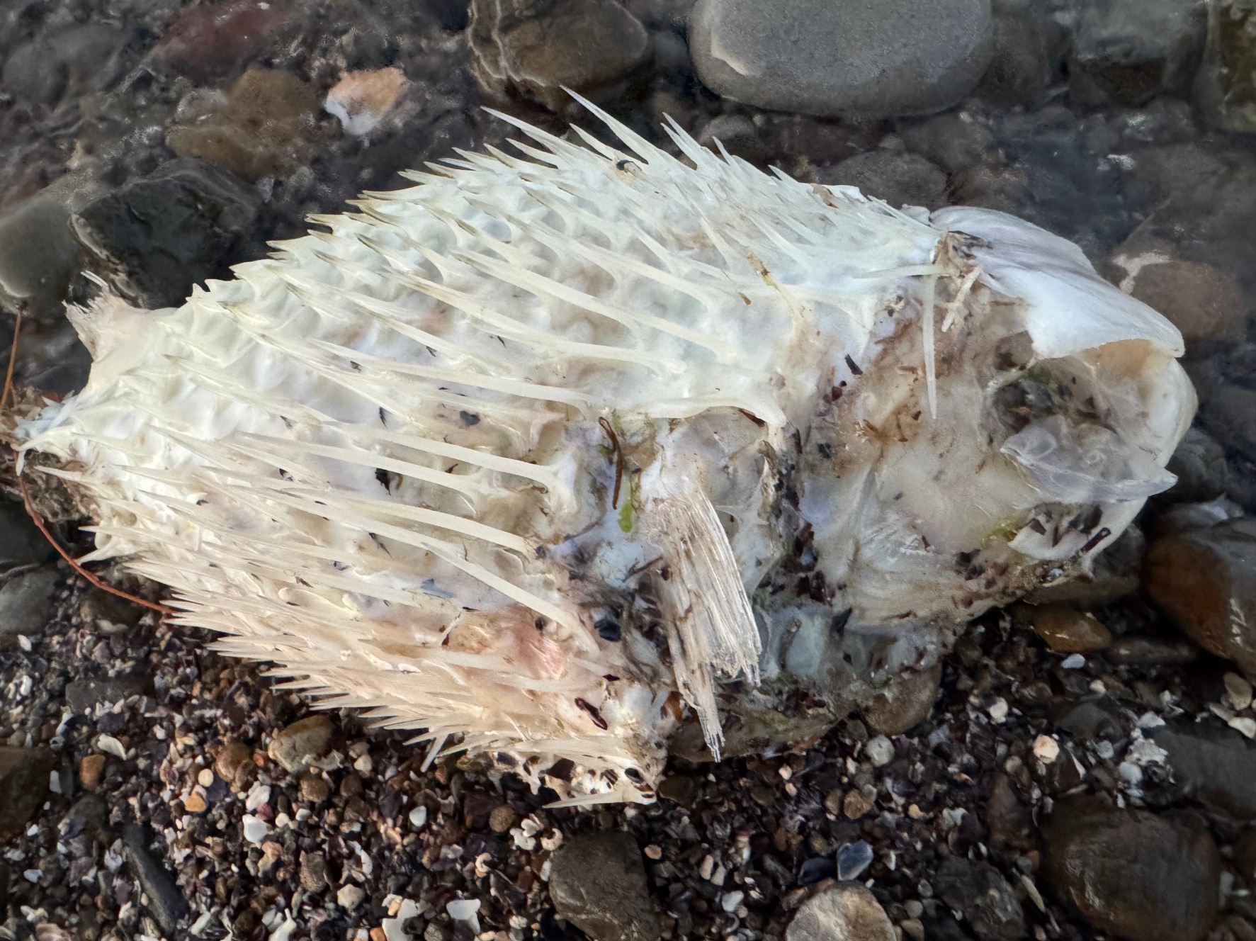 フグのトゲが完全に砕けて消えるには 数ヶ月～数年 かかる！釣太郎
