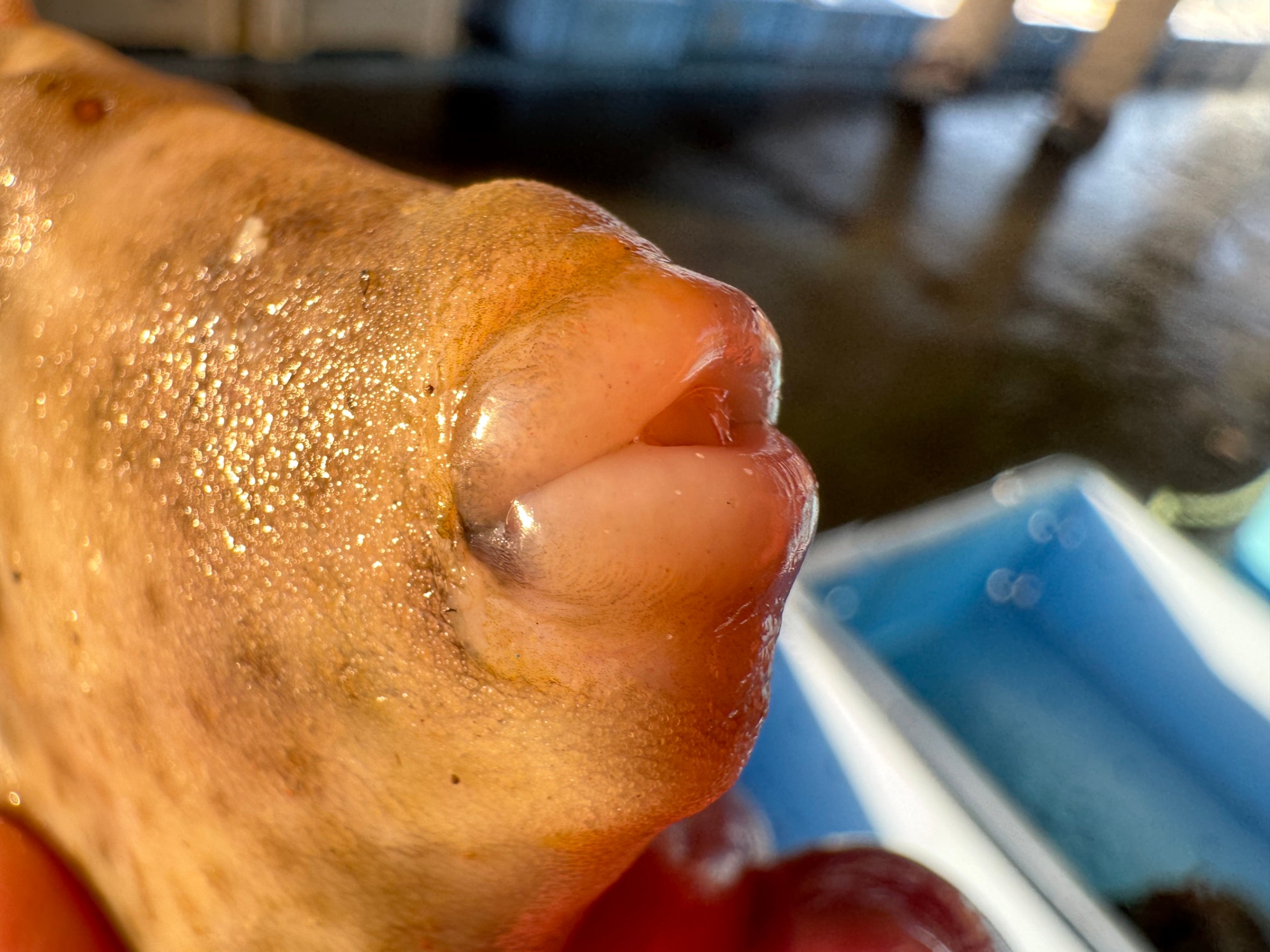 カワハギの歯がフグのように硬い理由｜釣り人向けに徹底解説！釣太郎