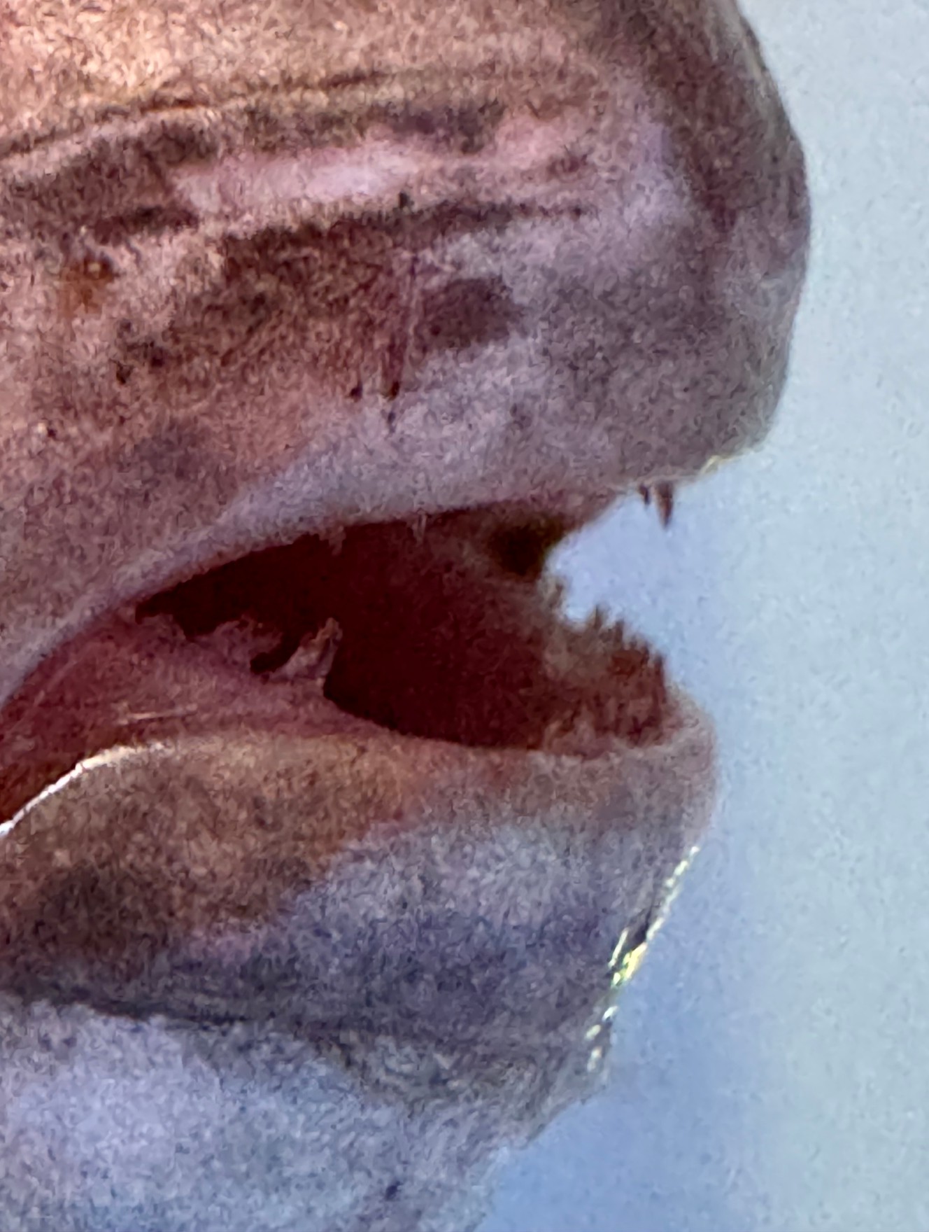 アイゴの歯の特徴とその役割、釣りにおける影響 について詳しく解説します。釣太郎