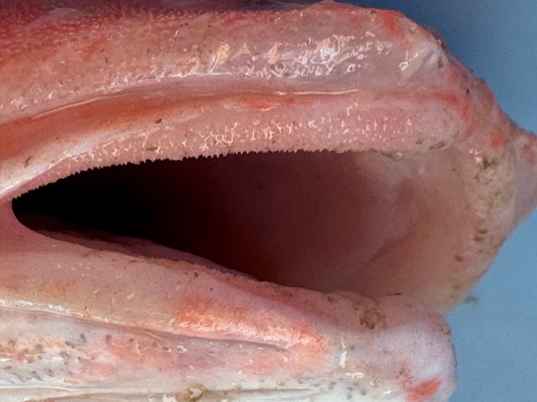 アマダイの歯がザラザラしている理由説明。釣太郎