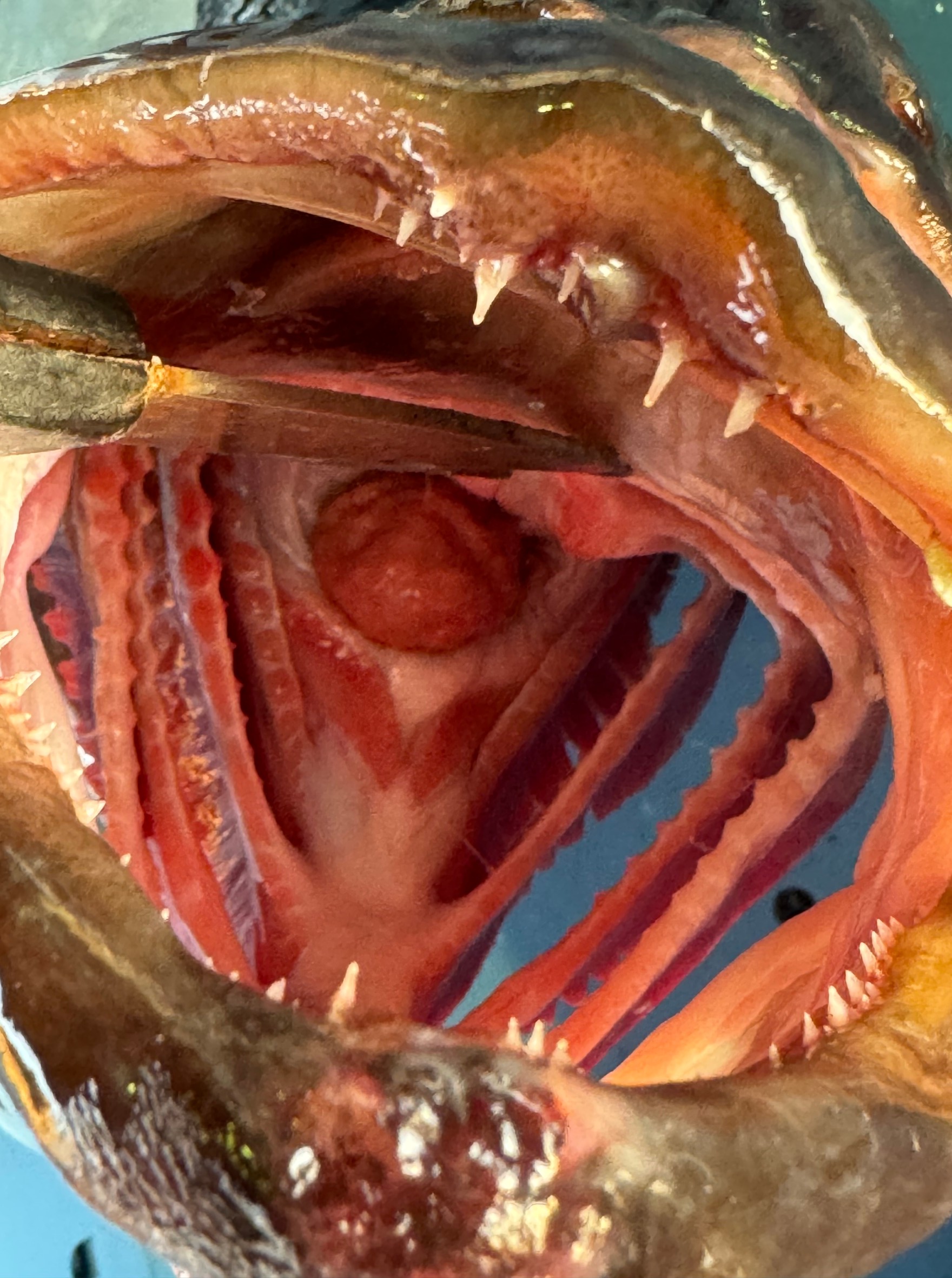 代表的な肉食魚クエの口の中を見ると、交付すら覚えるほどの迫力。釣太郎