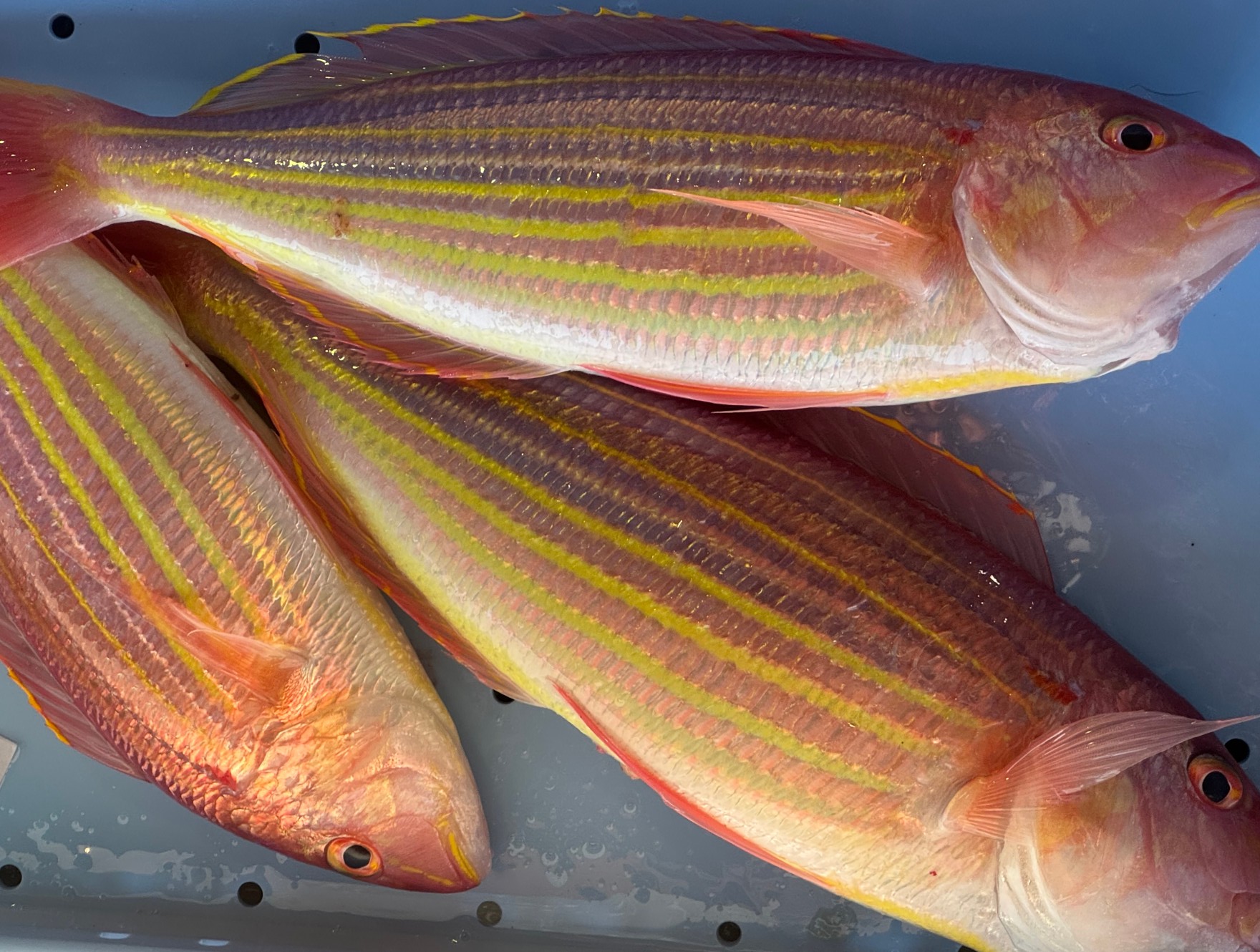 イトヨリダイの特徴と魅力|黄色とピンクが美しい高級魚。釣太郎