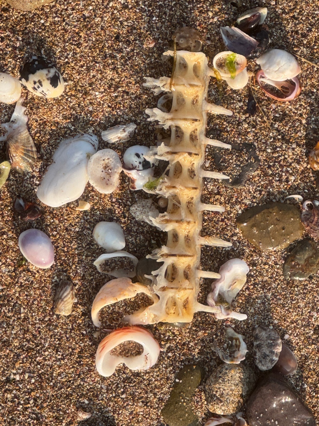 魚の骨は、温暖な海や陸上では 数十年程度 でほぼ消失。釣太郎