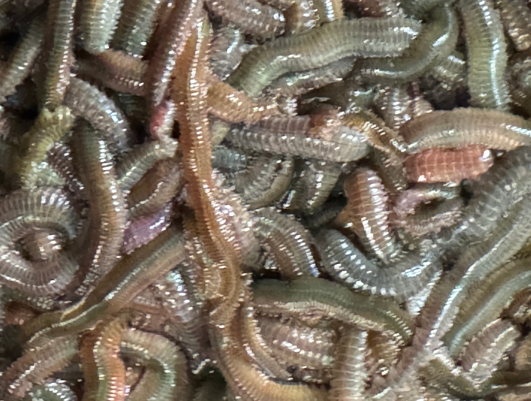 青イソメが最強の釣りエサである理由とは?—食いがいい3つのポイント!釣太郎