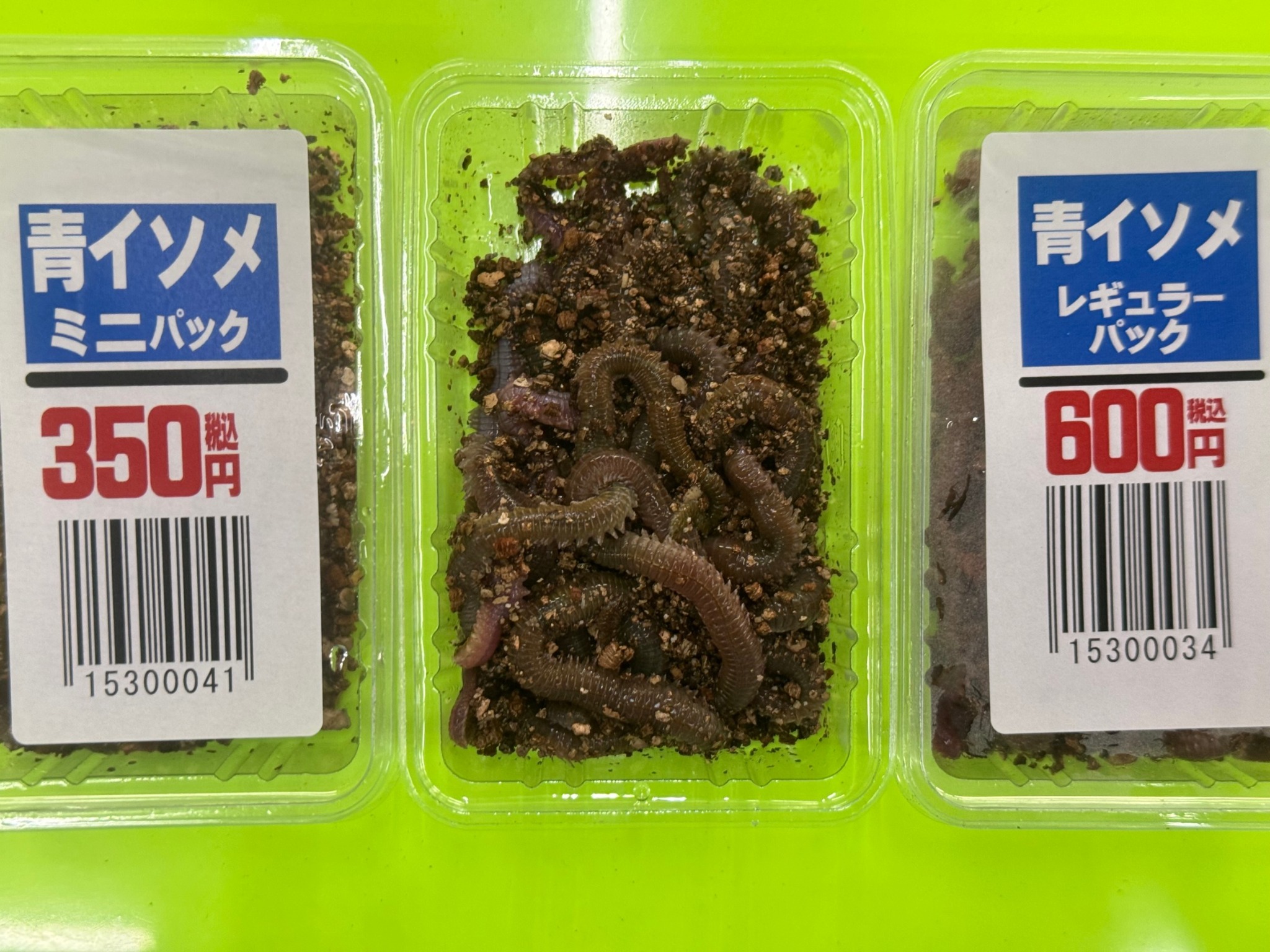 青イソメはアジ釣りにも抜群効果が期待できるサシエサ。釣太郎