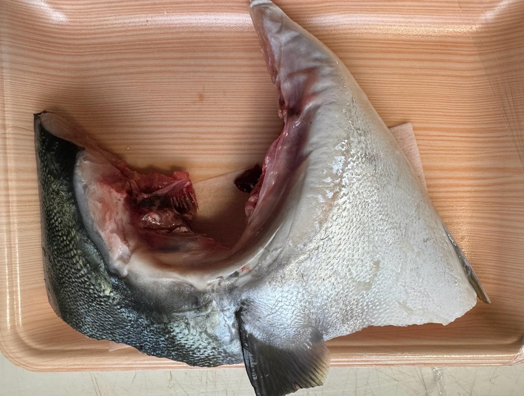 魚のカマとは、胸びれの付け根部分にあたる、肩のような部位。釣太郎