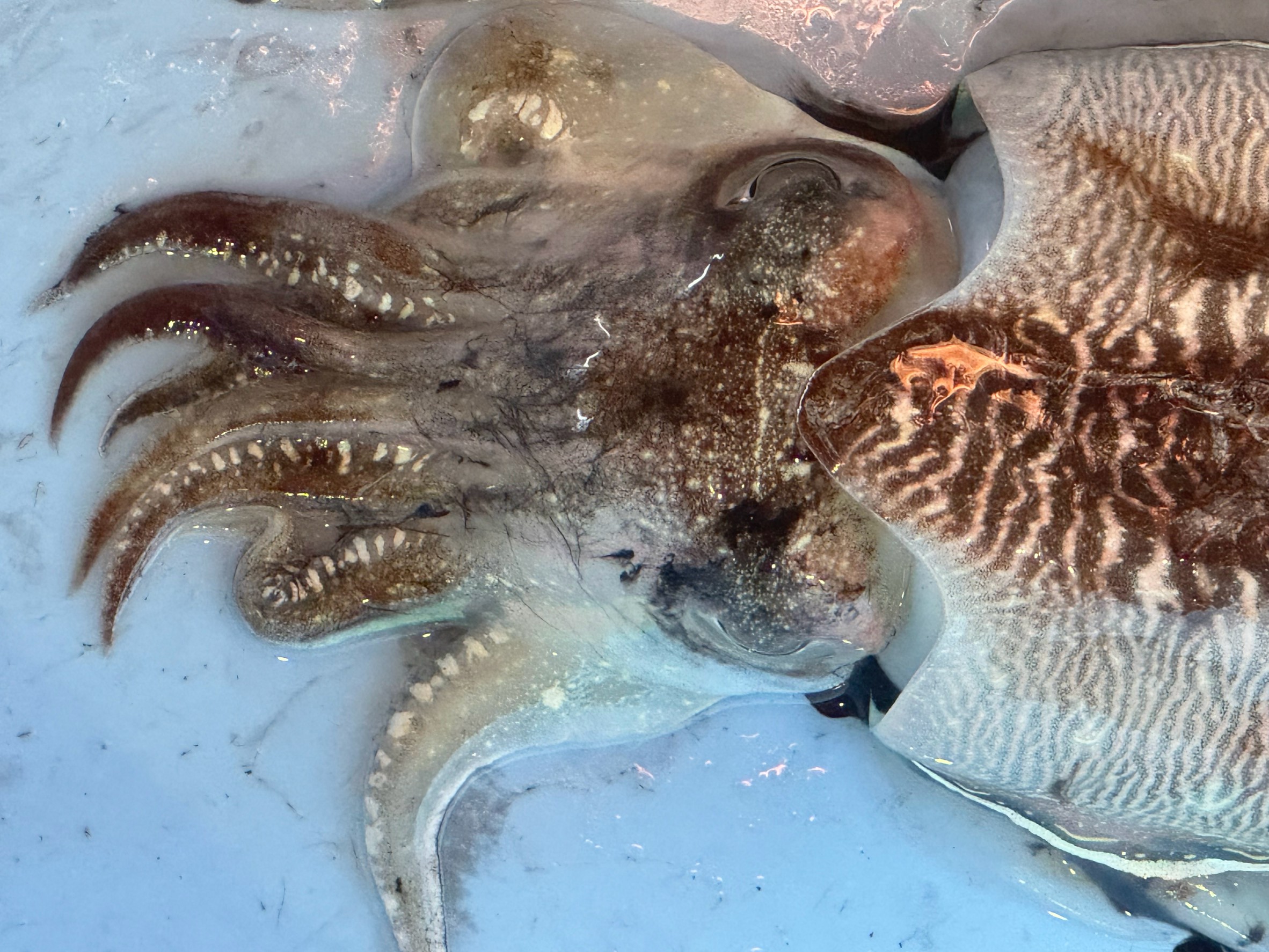 イカの触手や触腕を「下足（げそ）」と呼ぶ理由とは？釣太郎