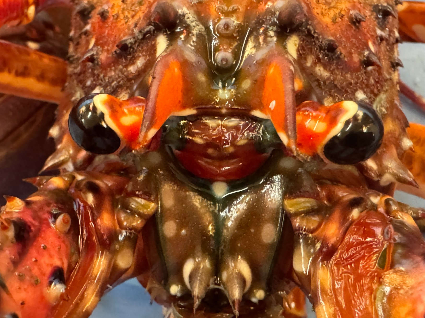 伊勢海老の目玉。視力についての解説。釣太郎