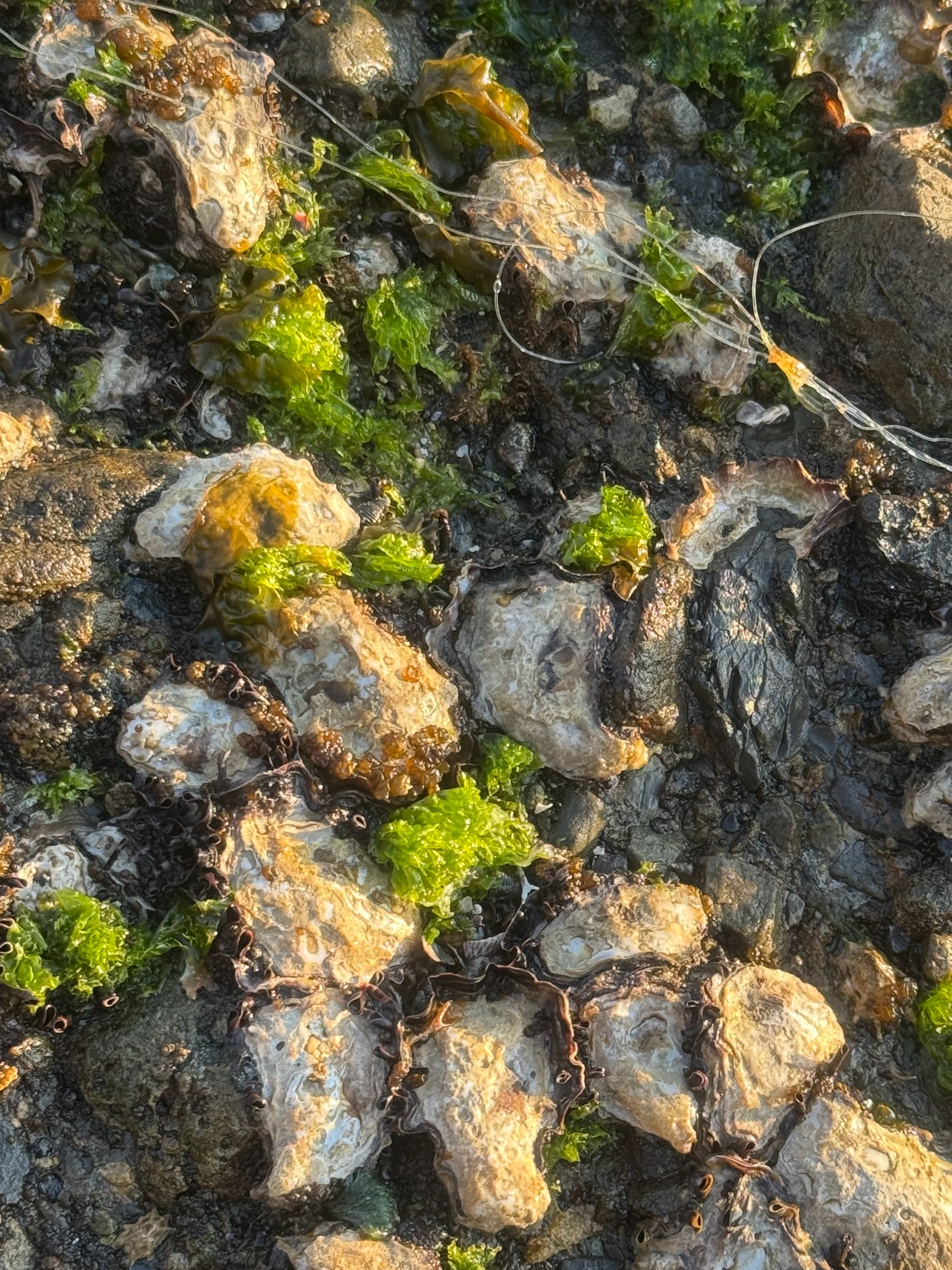 牡蠣は磯やテトラポッド、岩場に付着し、釣り人にとっては道糸や仕掛けが引っかかる厄介な存在。釣太郎