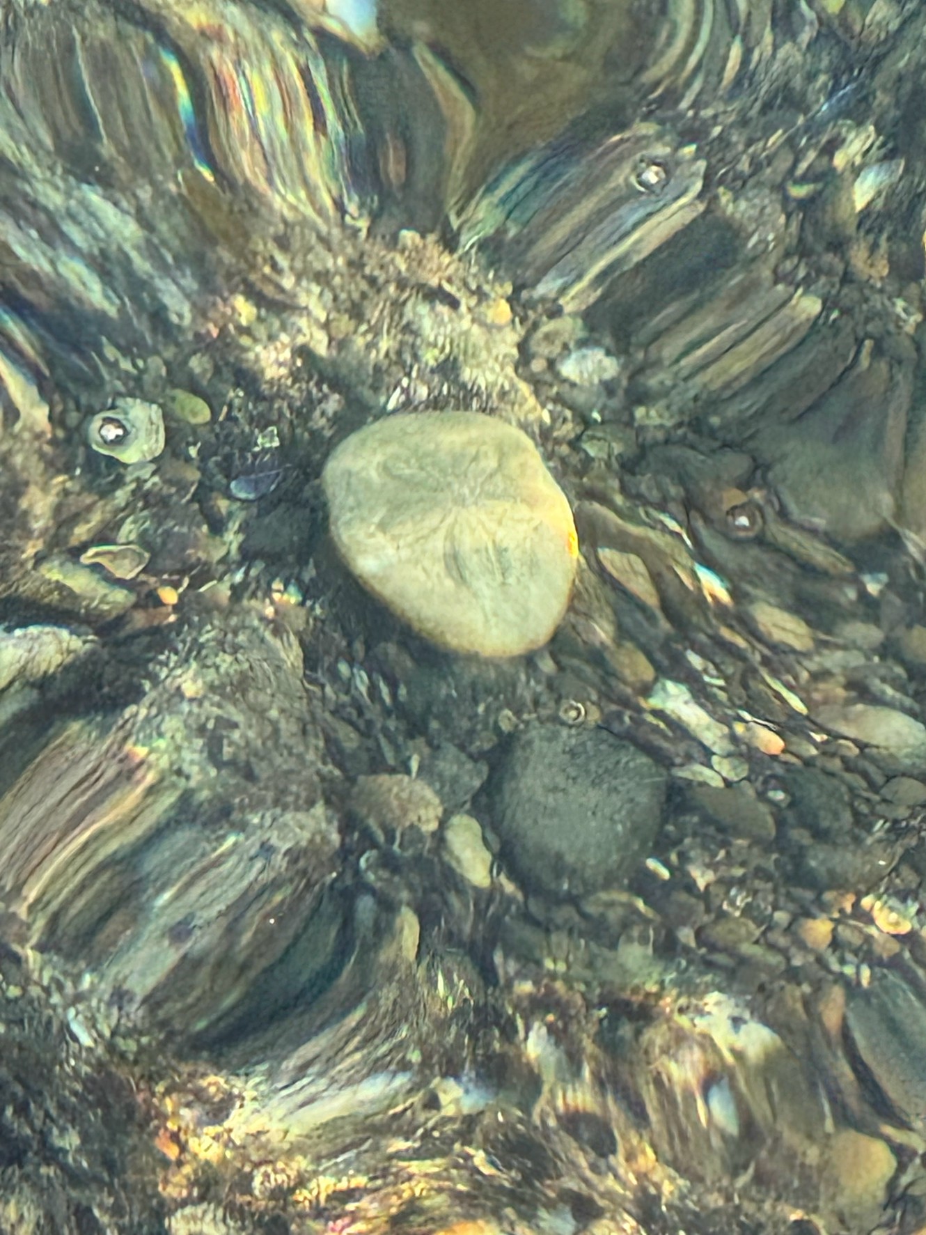 海の中にタコノマクラ発見。釣太郎