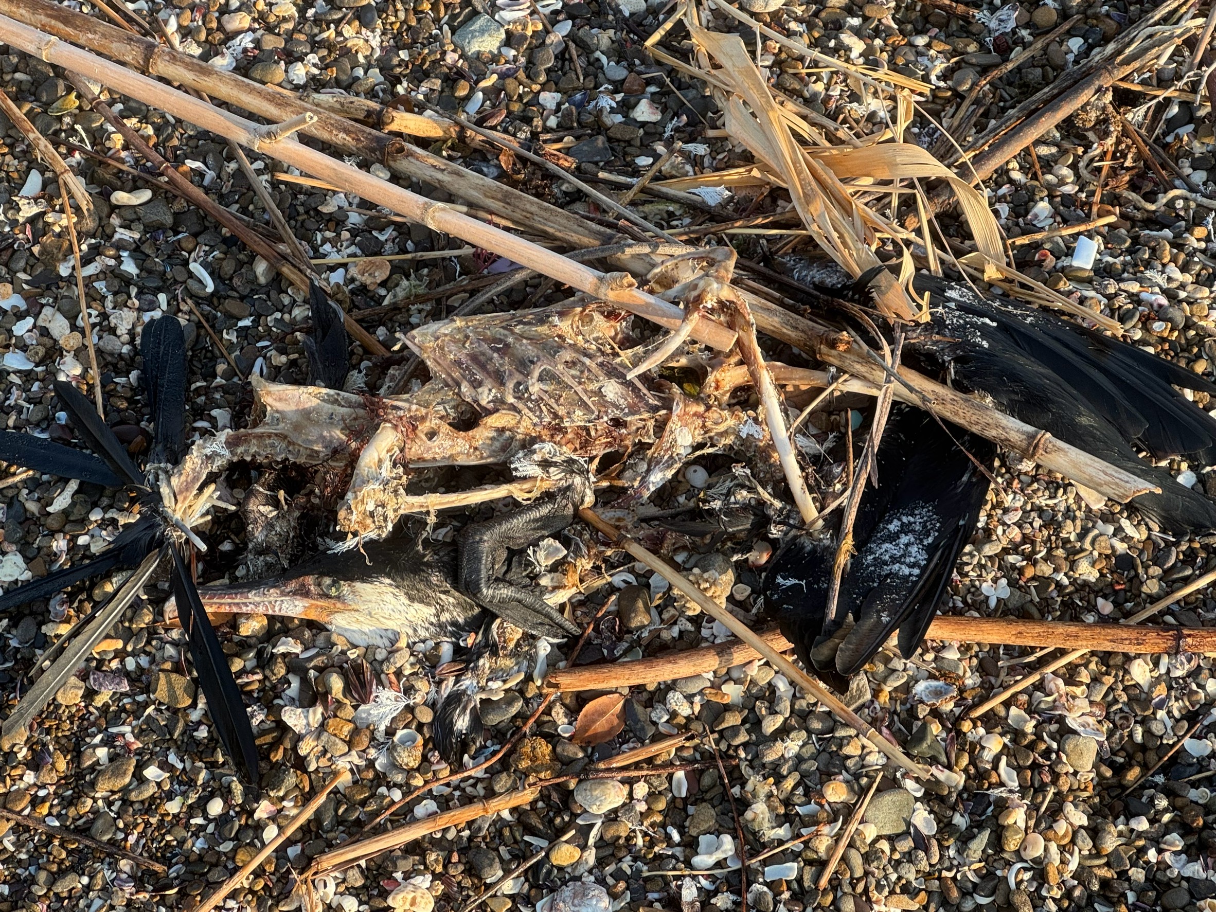 砂浜には魚だけでなく、鳥も打ち上げられることがある。釣太郎