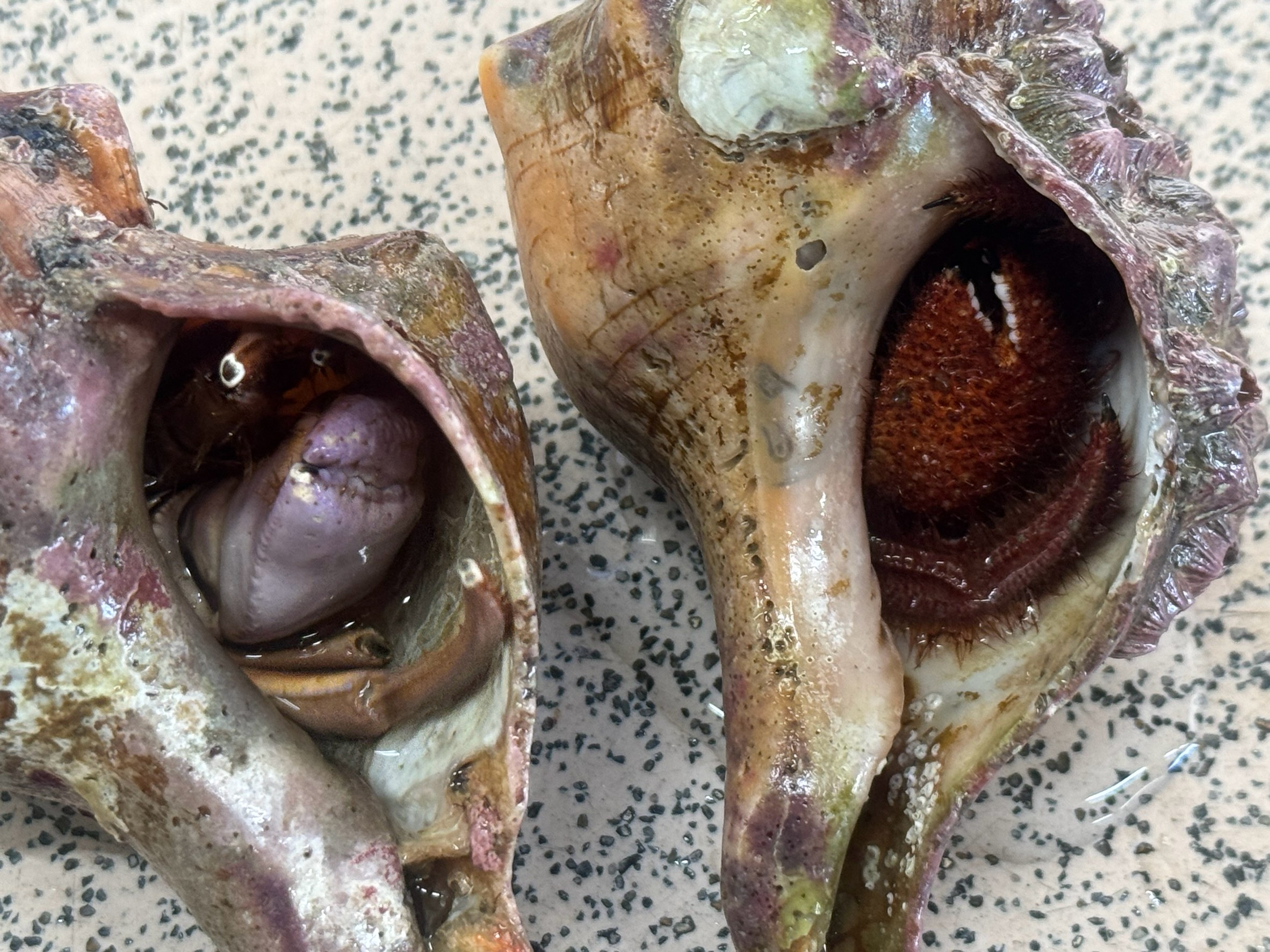 石鯛釣りのエサ:ヤドカリの白と赤の違いを解説。釣太郎