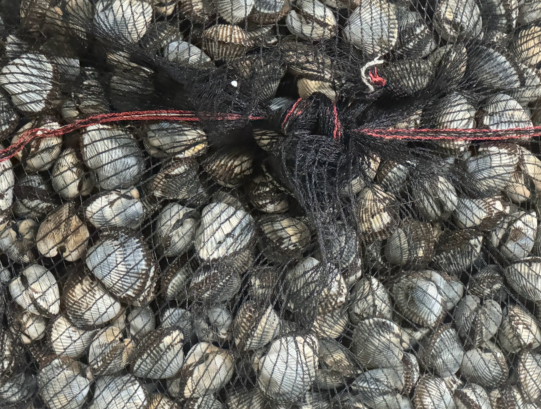 石鯛釣り餌、サルボウ貝入荷。釣太郎