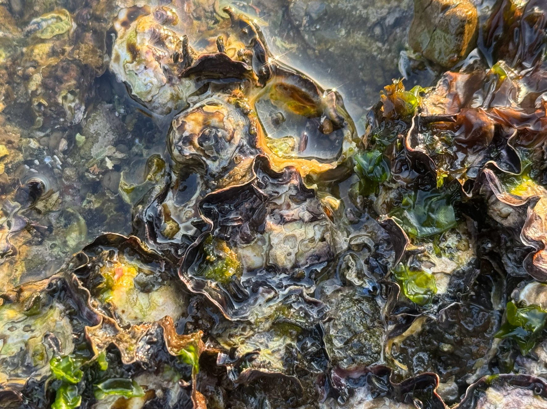 釣り人に厄介な磯の牡蠣。これがマガキで、養殖物は販売されています。釣太郎