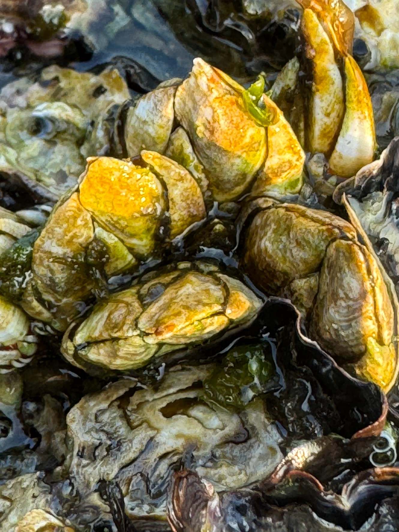 カメノテは、フジツボやエボシガイと同じ甲殻類の仲間で、固着性の生物。釣太郎