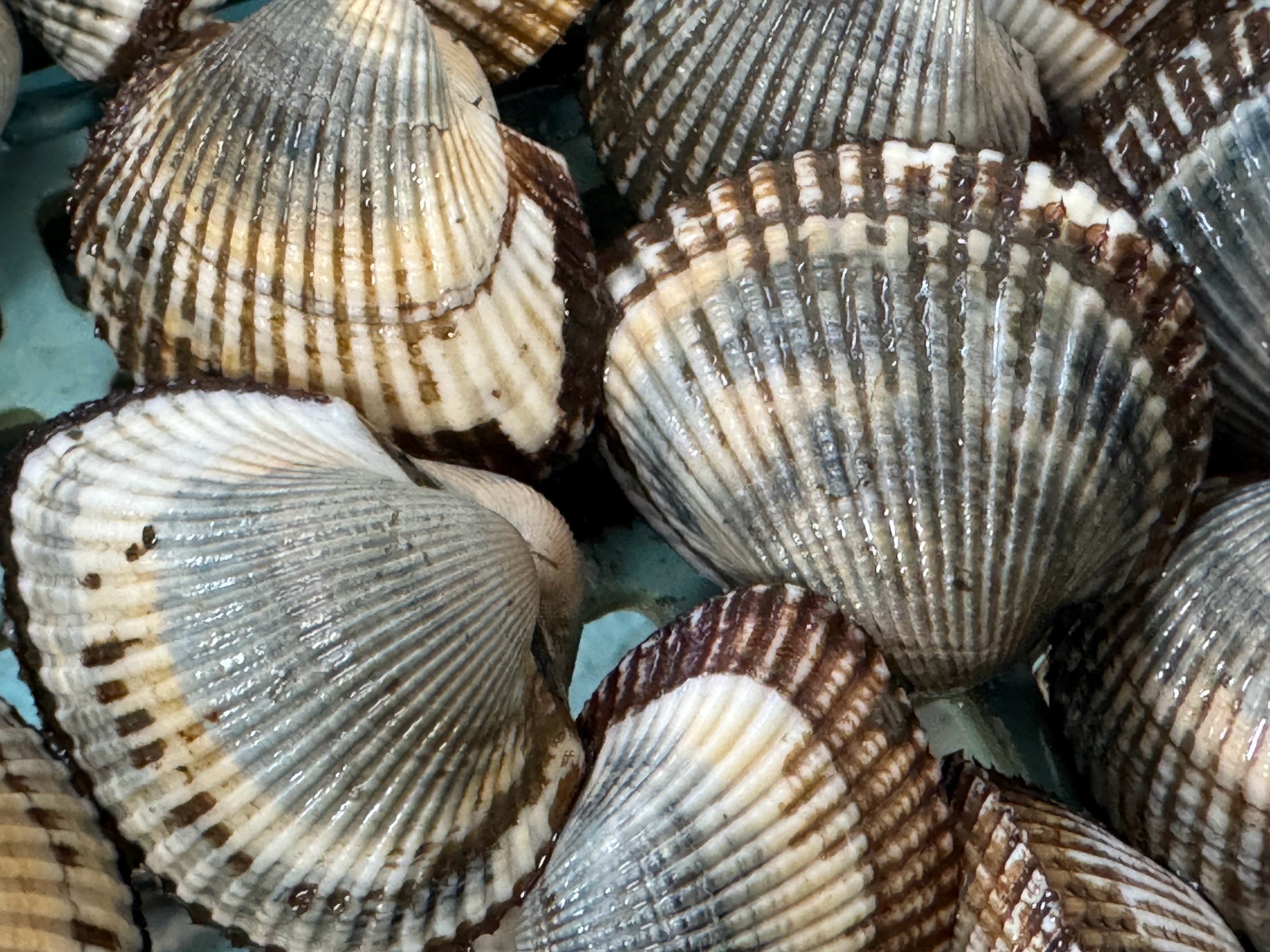 石鯛釣りエサのサルボウ貝、入荷しています。釣太郎