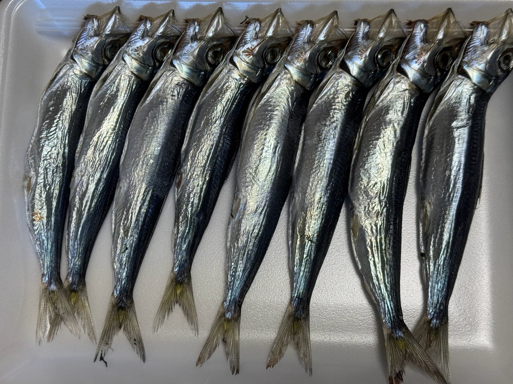 目刺し（イワシ干物）は鮮度が落ちると、焼くと内臓が割れる理由説明。釣太郎
