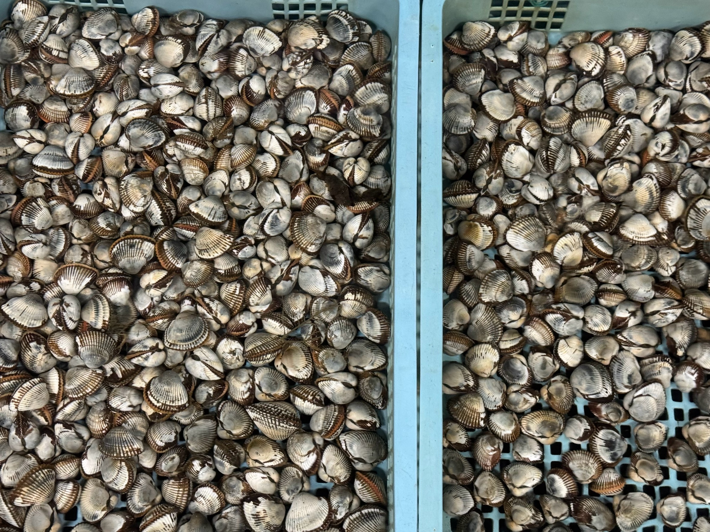 南紀地方における冬から夏にかけての石鯛釣りのエサについて、水温と時期を考慮して説明します。釣太郎